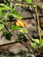 /album/dimitri-gazan/juli-2015-garden-02-jpg/